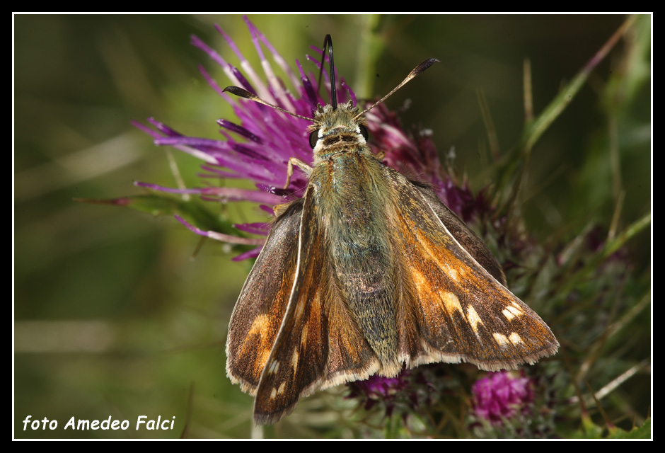 Hesperia comma o Ochlodes venatus? - Ochlodes sylvanus